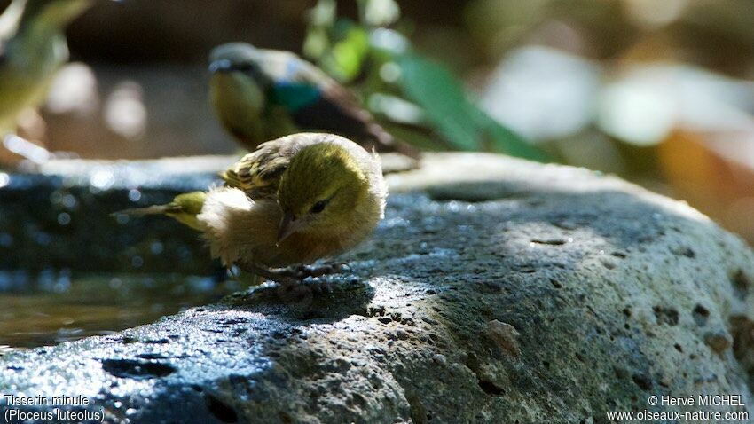 Little Weaver female