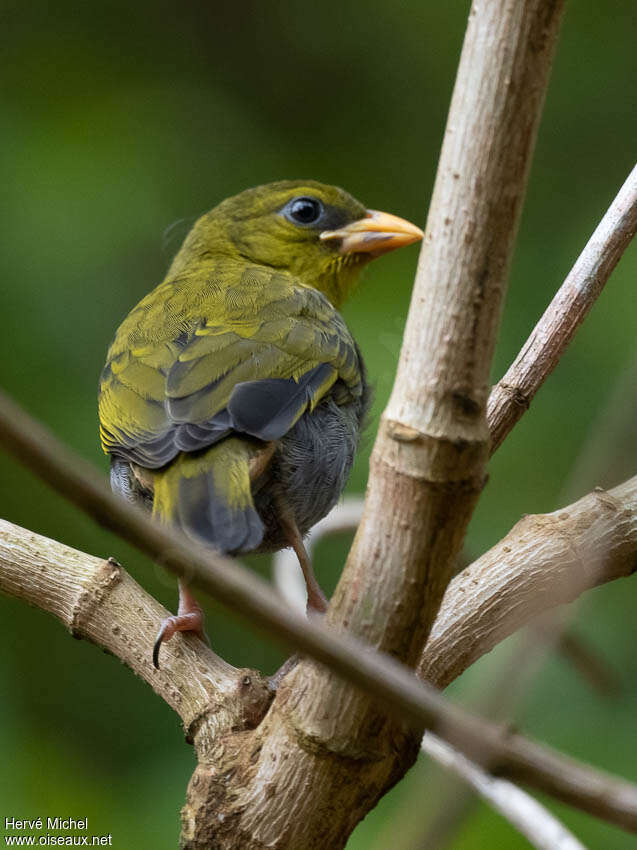 Nelicourvi Weaverjuvenile, identification