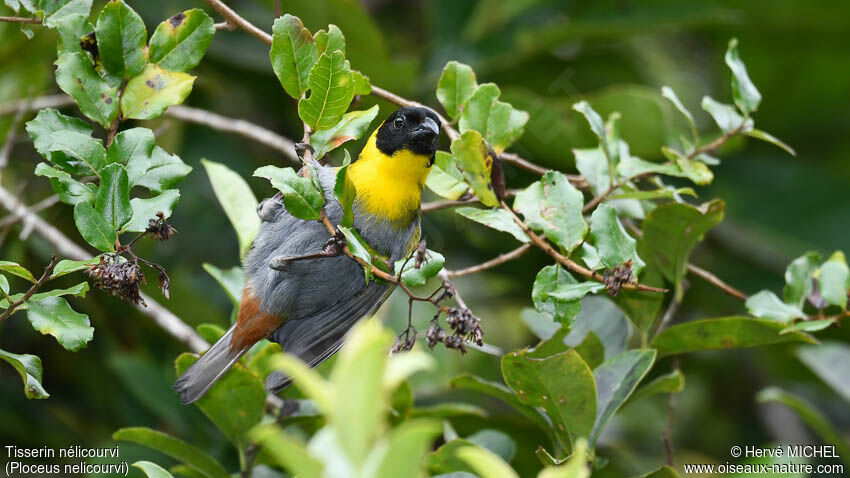 Nelicourvi Weaver male adult