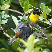 Nelicourvi Weaver