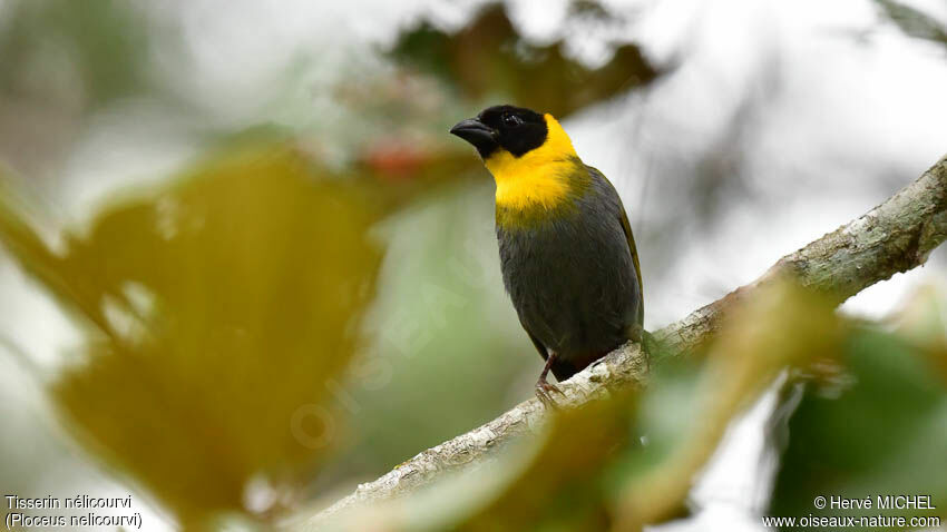 Nelicourvi Weaver male adult