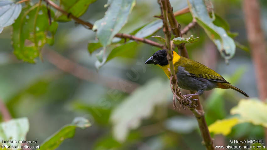 Nelicourvi Weaver male adult