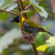 Nelicourvi Weaver