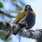 Nelicourvi Weaver