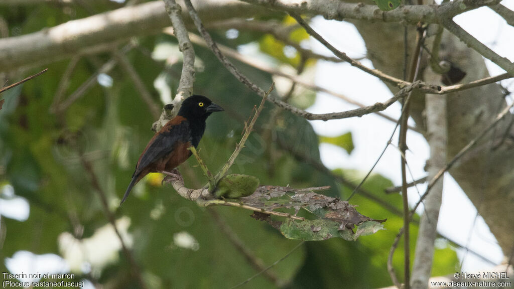 Chestnut-and-black Weaver male adult breeding, habitat, pigmentation