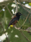 Chestnut-and-black Weaver