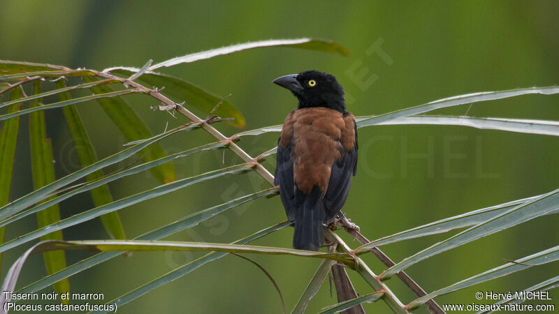 Chestnut-and-black Weaver male adult breeding, habitat, pigmentation, Behaviour
