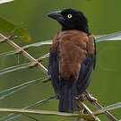 Tisserin noir et marron