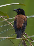 Chestnut-and-black Weaver