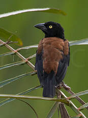 Tisserin noir et marron