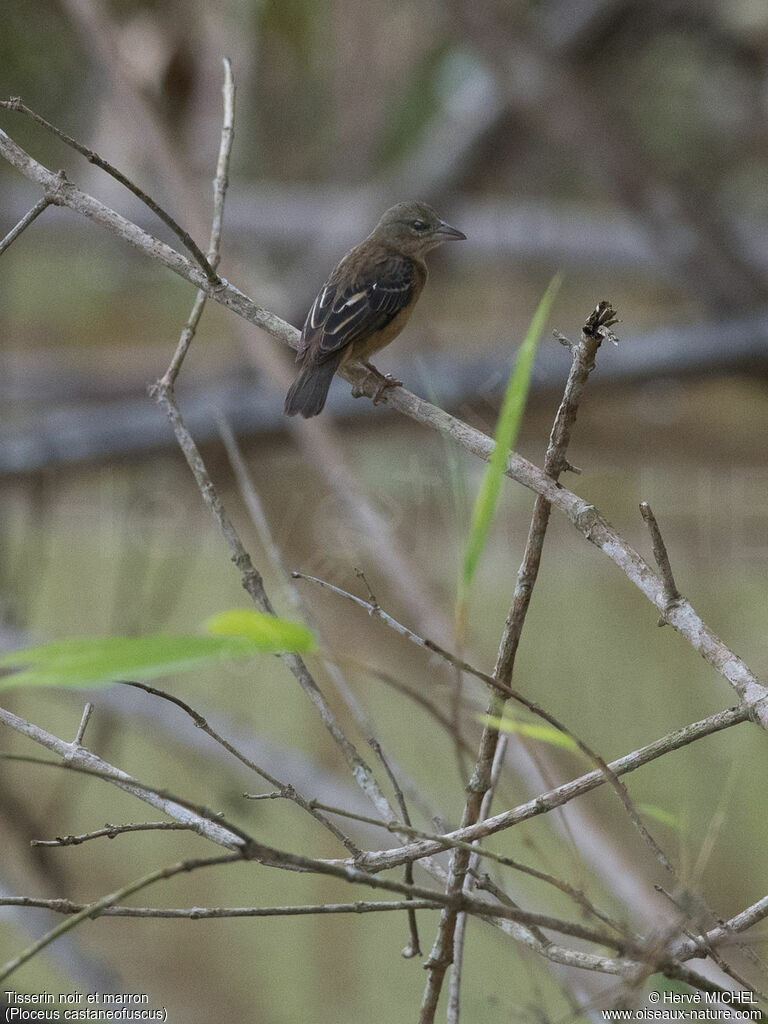 Tisserin noir et marron femelle adulte, identification