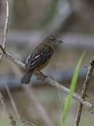 Tisserin noir et marron