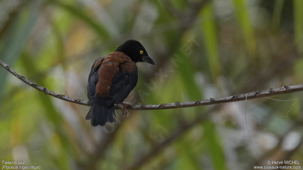 Vieillot's Black Weaver