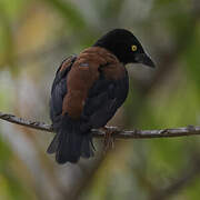 Vieillot's Black Weaver