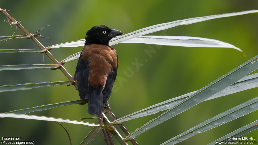 Vieillot's Black Weaver male adult breeding, habitat, pigmentation