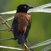 Vieillot's Black Weaver