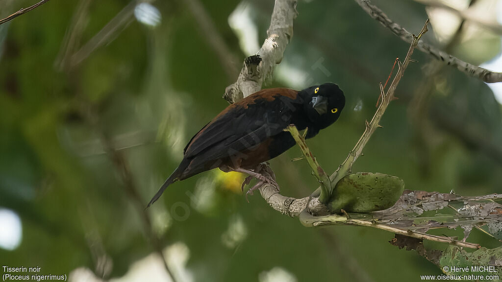 Tisserin noir femelle adulte, identification