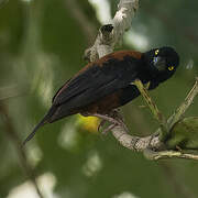 Vieillot's Black Weaver