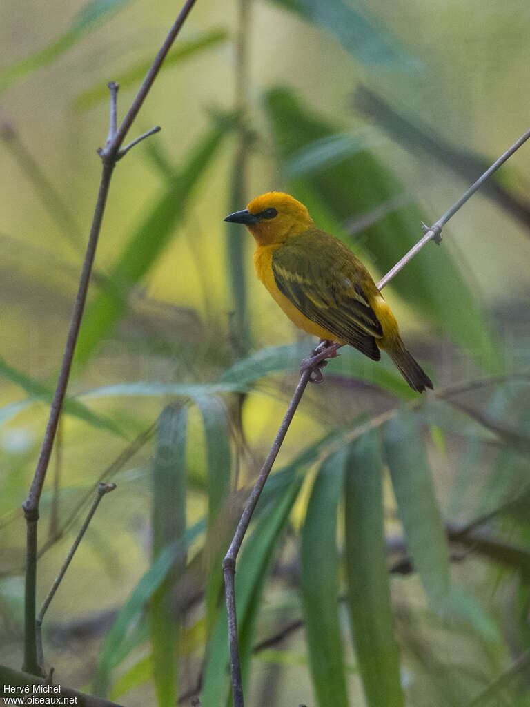 Orange Weaver male adult breeding, identification