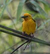 Orange Weaver