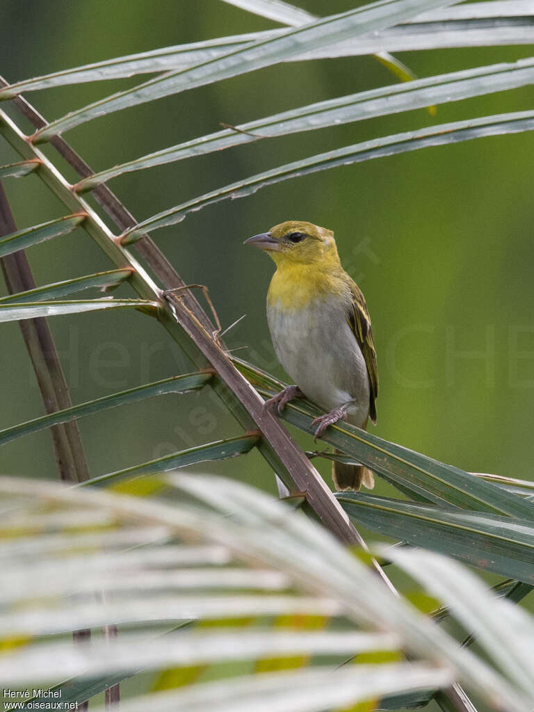 Orange Weaver female adult breeding, identification