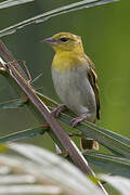 Orange Weaver