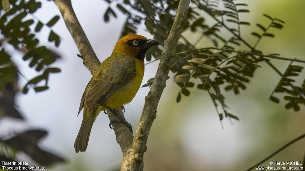 Olive-naped Weaver male adult breeding