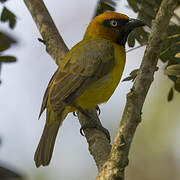 Olive-naped Weaver