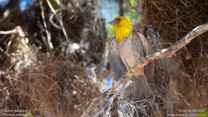 Sakalava Weaver male adult