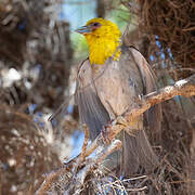 Sakalava Weaver