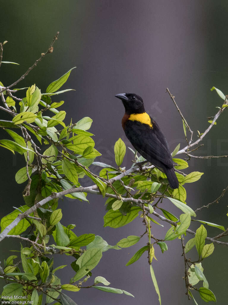 Yellow-mantled Weaver male adult breeding, pigmentation