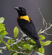 Yellow-mantled Weaver