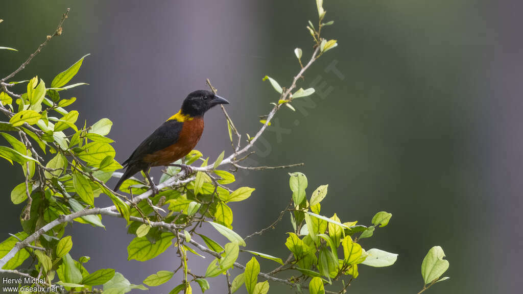 Yellow-mantled Weaver male adult breeding, identification