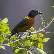 Yellow-mantled Weaver