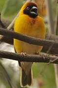 Vitelline Masked Weaver