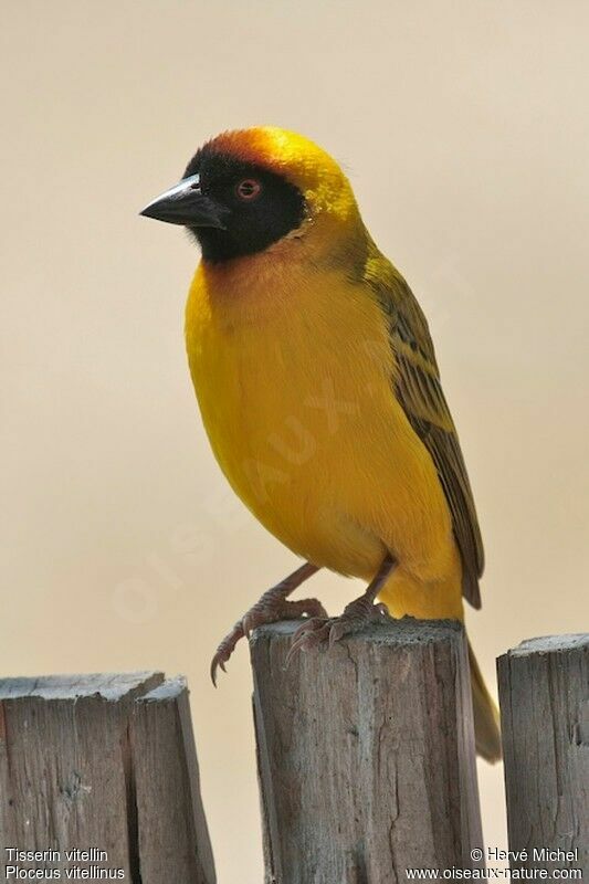 Vitelline Masked Weaver male adult breeding