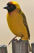 Vitelline Masked Weaver