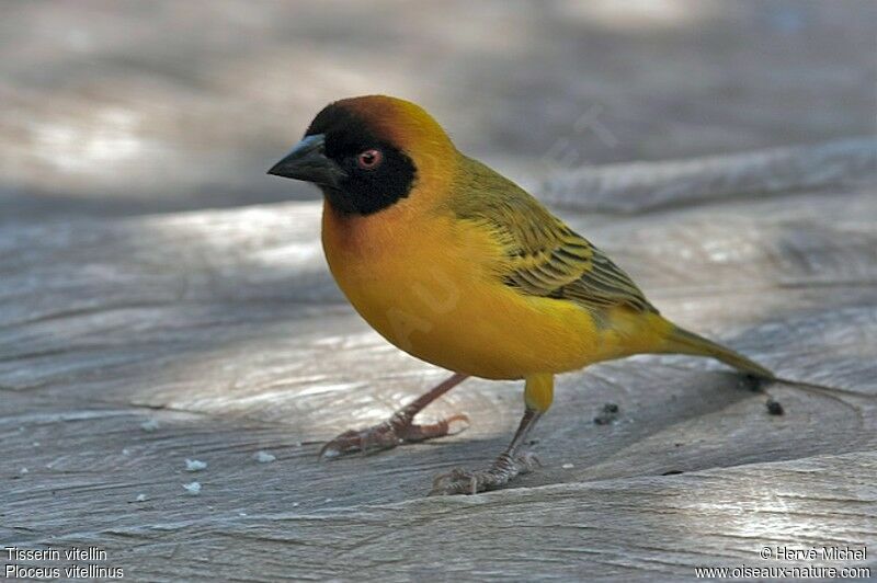 Vitelline Masked Weaver male adult breeding