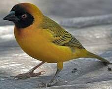 Vitelline Masked Weaver