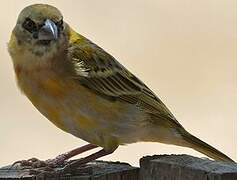 Vitelline Masked Weaver