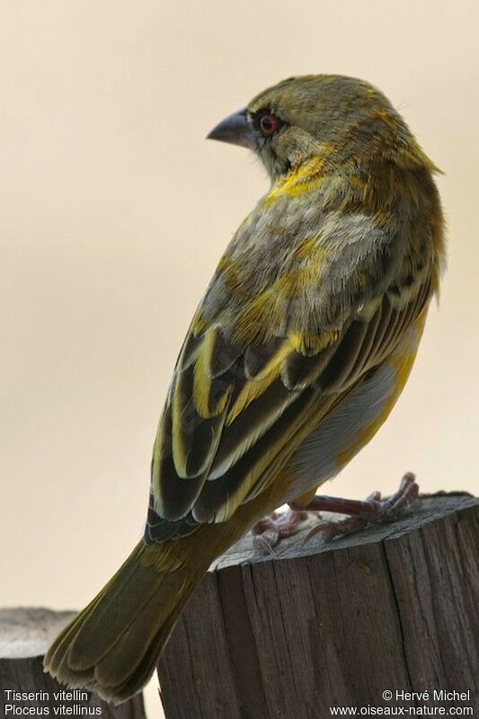 Vitelline Masked Weaver male adult post breeding