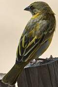 Vitelline Masked Weaver