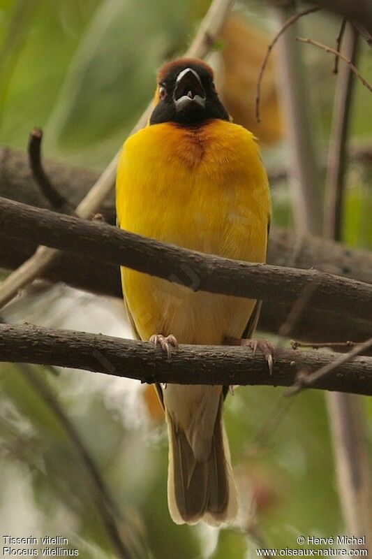 Vitelline Masked Weaver male adult breeding