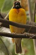 Vitelline Masked Weaver