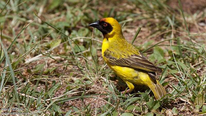 Vitelline Masked Weaver male adult breeding, pigmentation