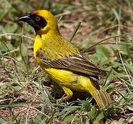 Vitelline Masked Weaver