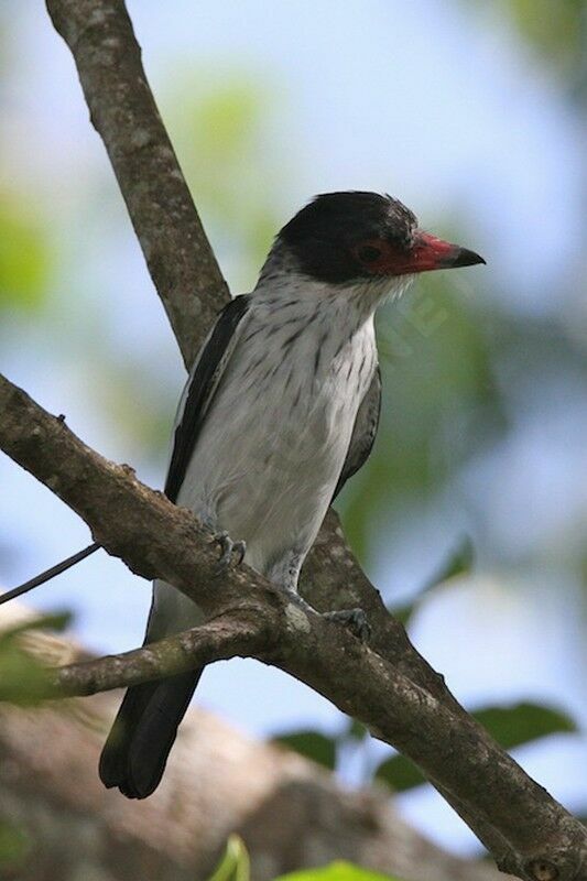 Black-tailed Tityraadult, identification