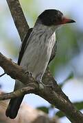 Black-tailed Tityra