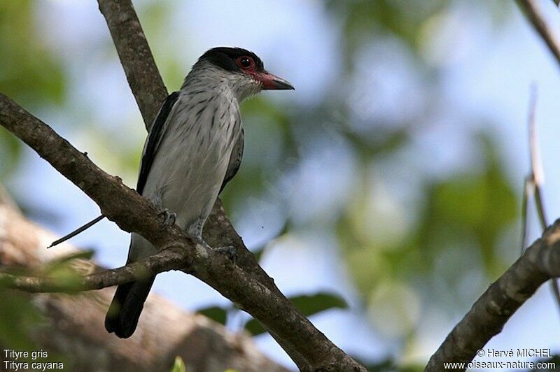 Black-tailed Tityraadult, identification