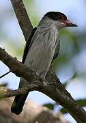 Black-tailed Tityra